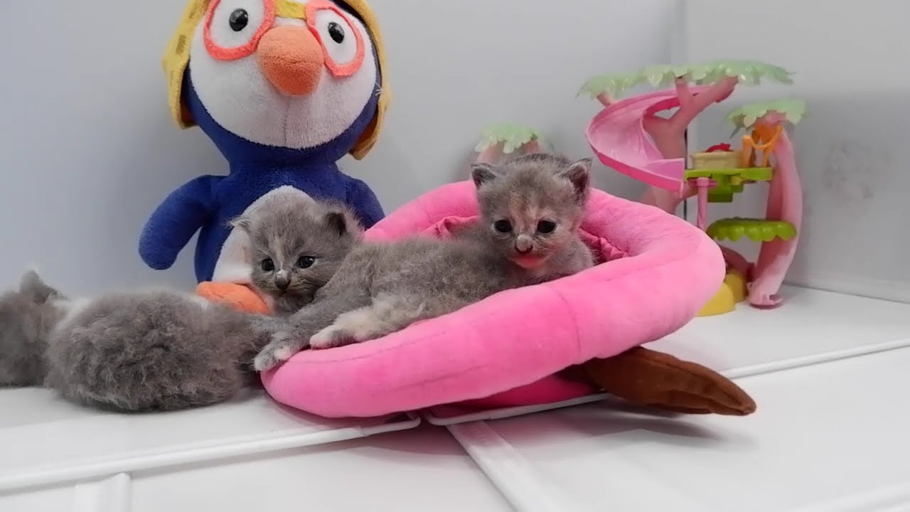 Calming Videos for Cats, Funniest  Cats  videos 😼🐶kitten TV, Cat TV ,Cat and dog TV