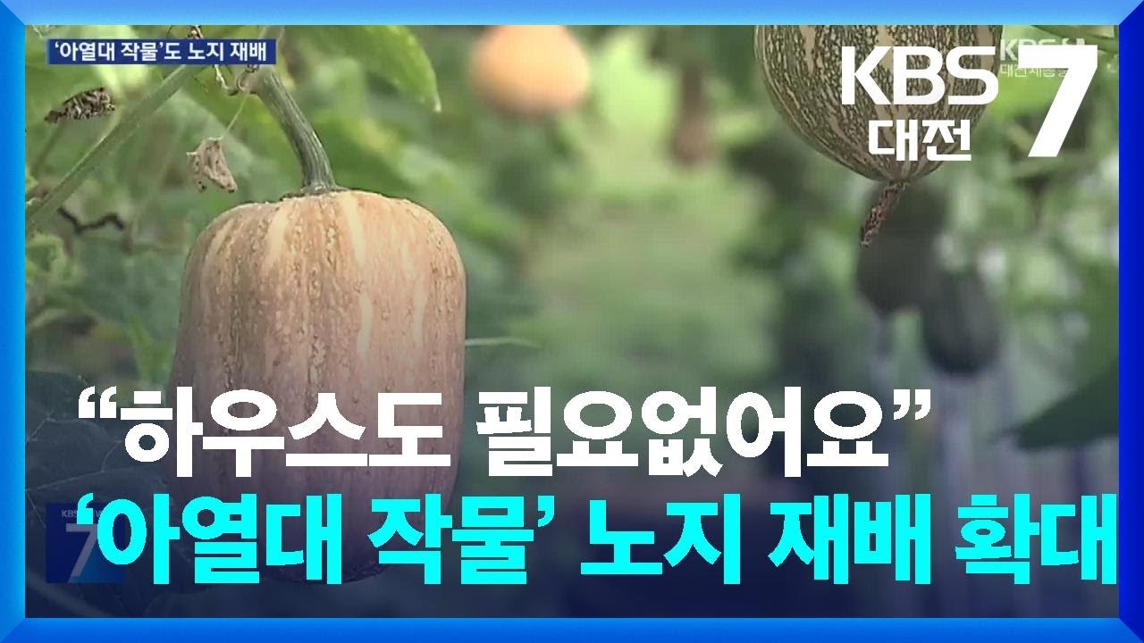 &ldquo;하우스도 필요없어요&rdquo;&hellip;&lsquo;아열대 작물&rsquo; 노지 재배 확대 / KBS  2024.08.26.