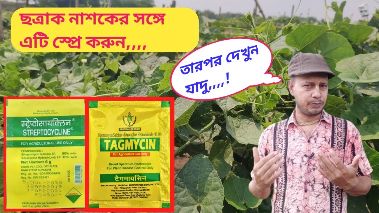 Streptomycin+Tetracycline এর সাথে ছত্রাক নাশকের দারুন যুগল বন্দি ,,, krishikaajtv