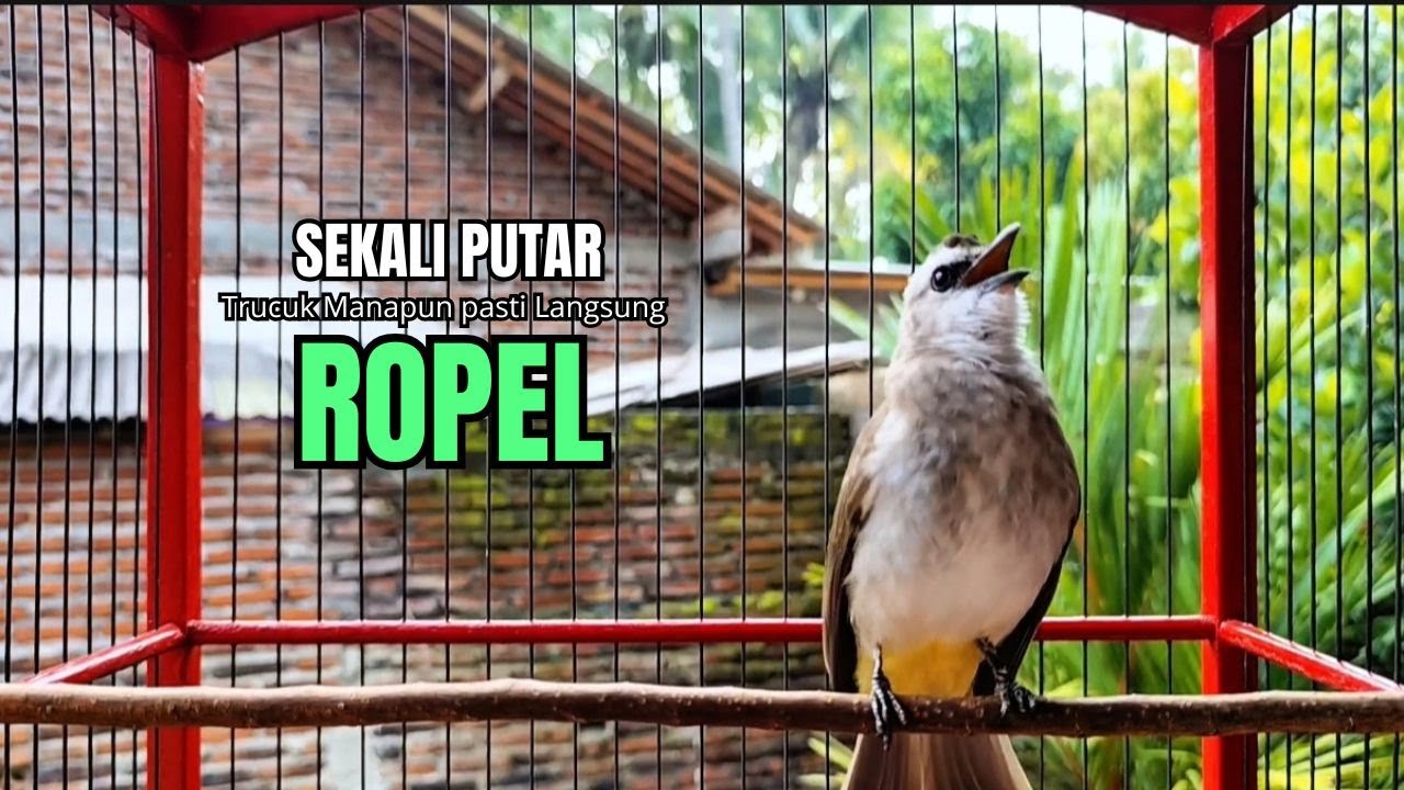 Suara Burung TRUCUKAN gacor TARUNG ROPEL PANJANG pancingan trucukan agar JADI trucuk gacor EMOSI