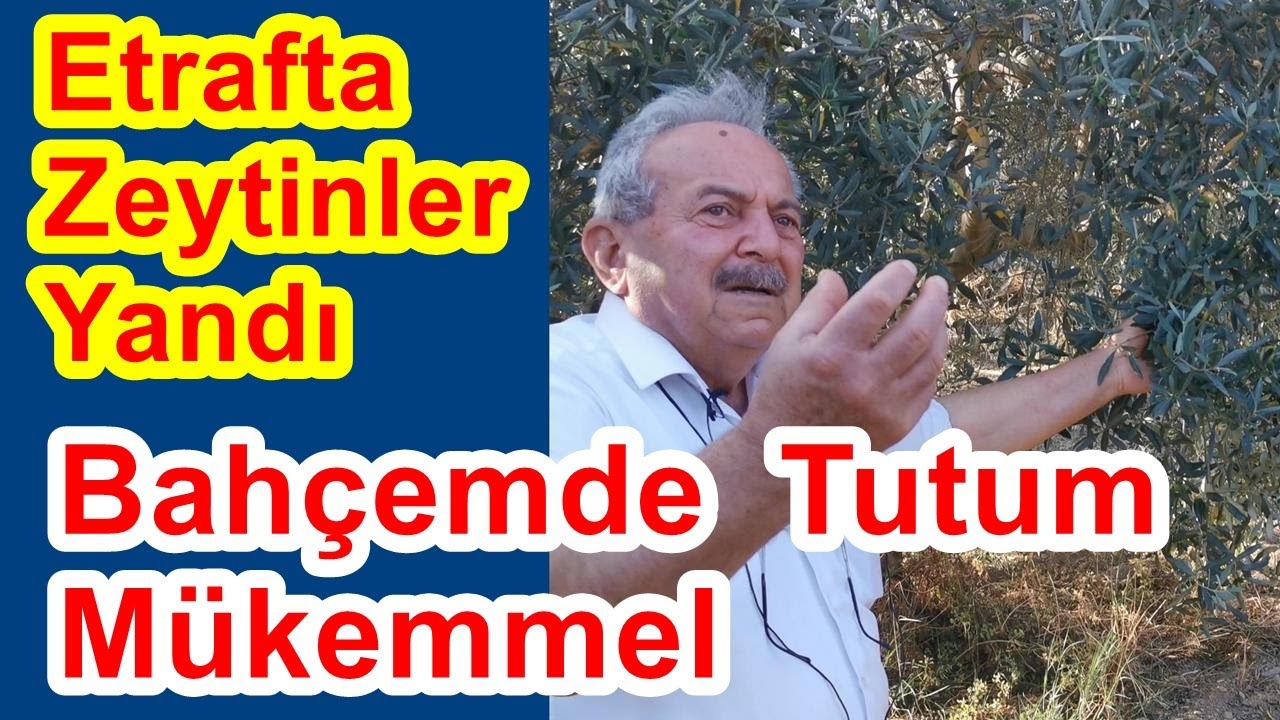Zeytin Ağacını  Güçlendirme - Tutum - Tomurcuk Yanması - Karabiber Sorunu - Dökülme - Yaprak Gübresi