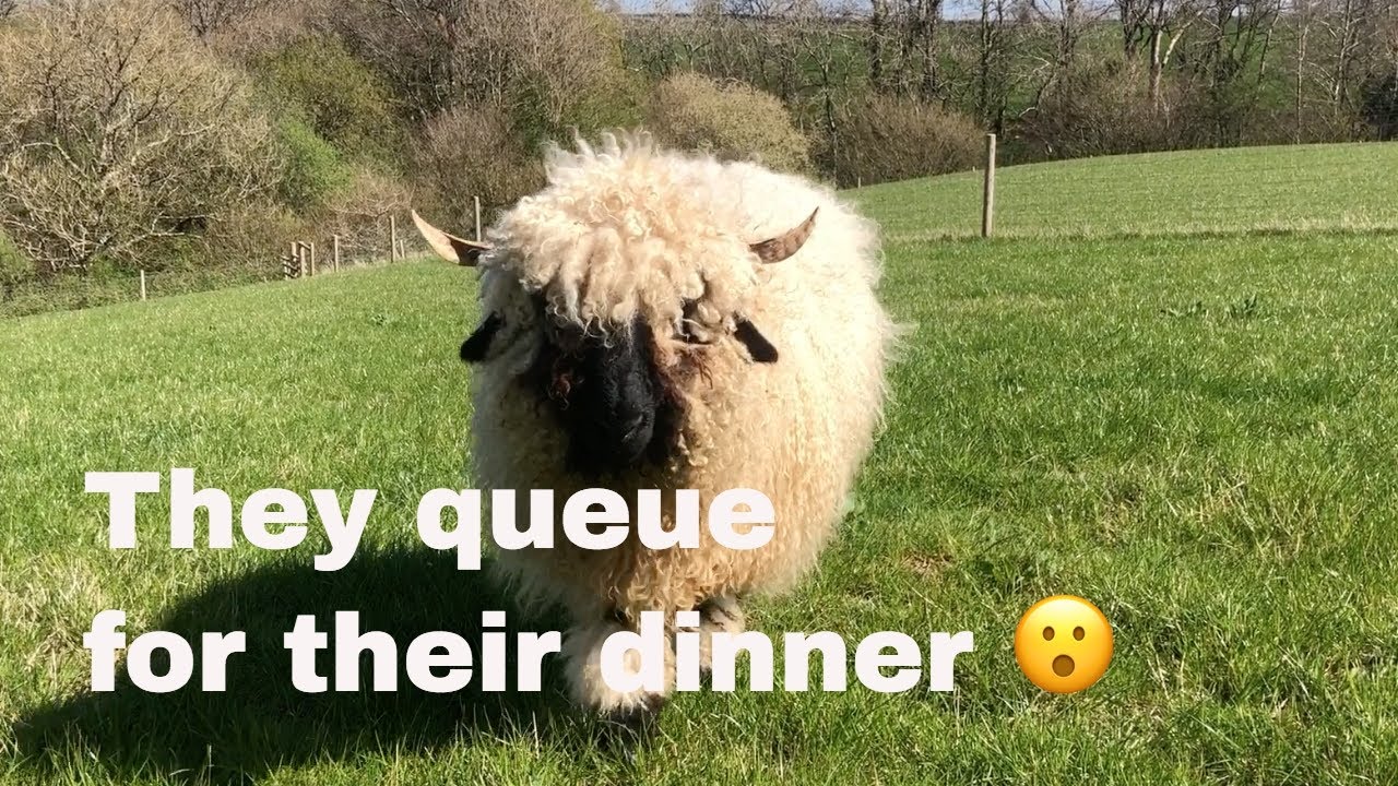 Swiss Valais blacknose sheep -  How we feed our small  'in lamb' flock