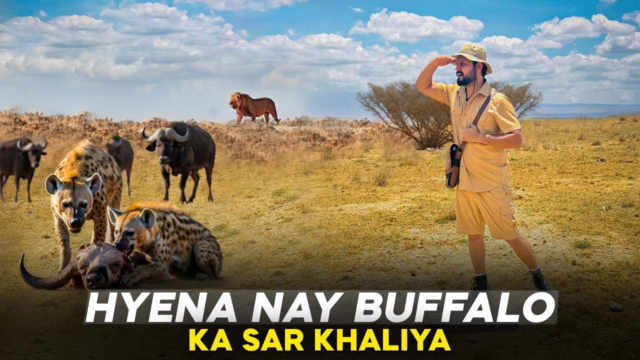 Hyena Nay Buffalo Ka Sar Khaliya