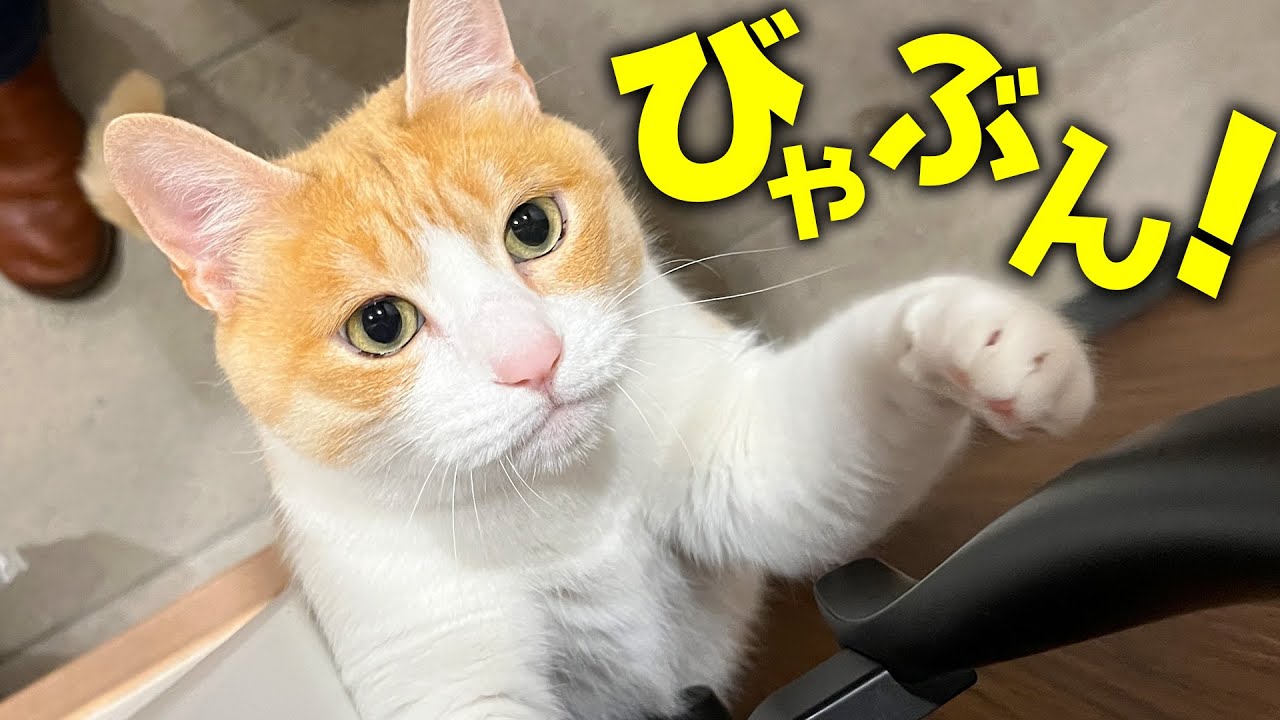 散歩に行きたすぎて今まで聞いたことのない謎の鳴き声を発してしまうネコwwww