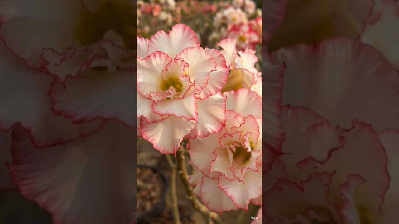 See beautiful Adenium flowers