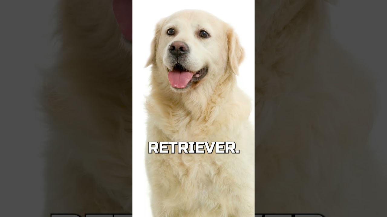 Best Dog To Go Running With