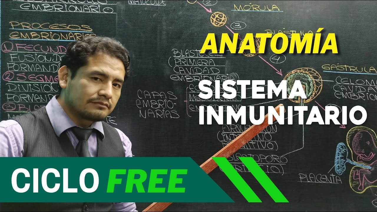 ANATOMÍA - Sistema Inmunitario [CICLO FREE]
