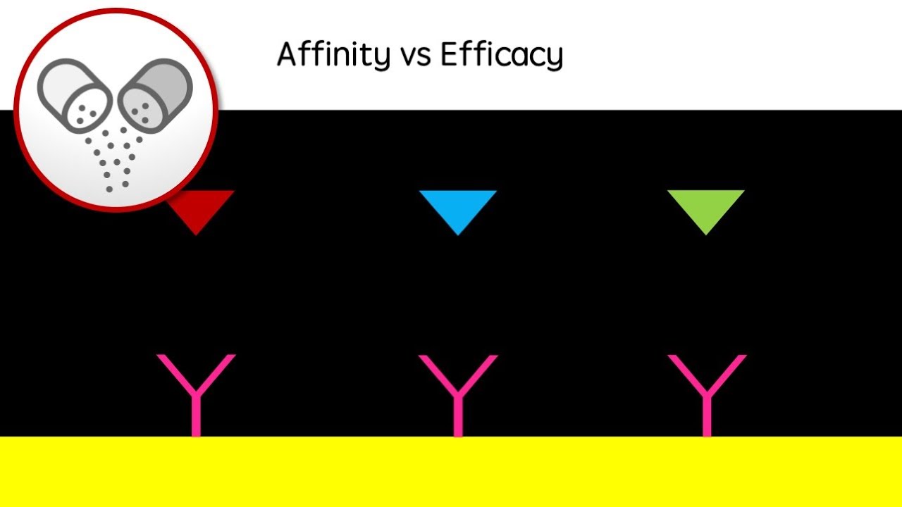 Affinity vs Efficacy | Drug action revision video (agonists, antagonists) - GCSE A Level University