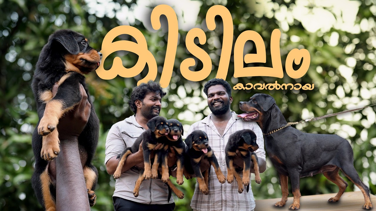 Rottweiler Puppy to Powerful Dog 🐶➡️🐕 | ഈ കുഞ്ഞ് നായയുടെ Power