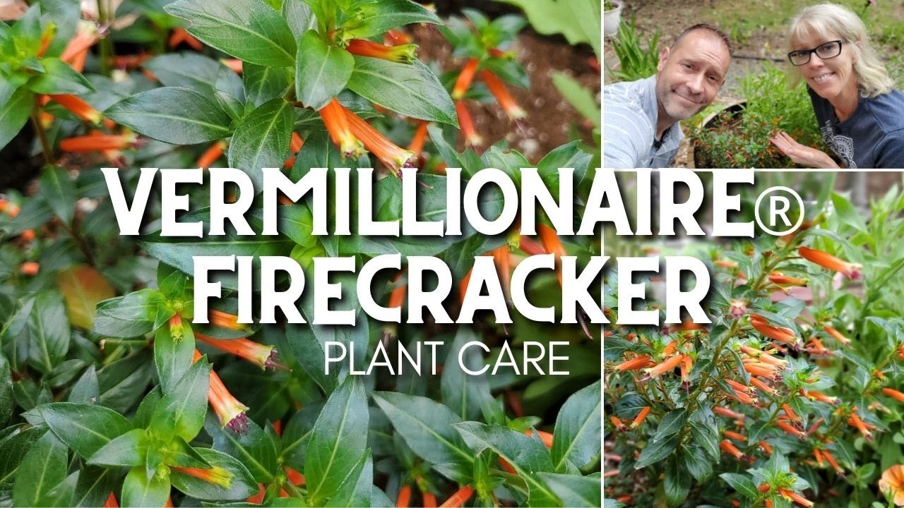 💗 Уход за растениями Vermillionaire® Firecracker | Пятничный чат о растениях 💗