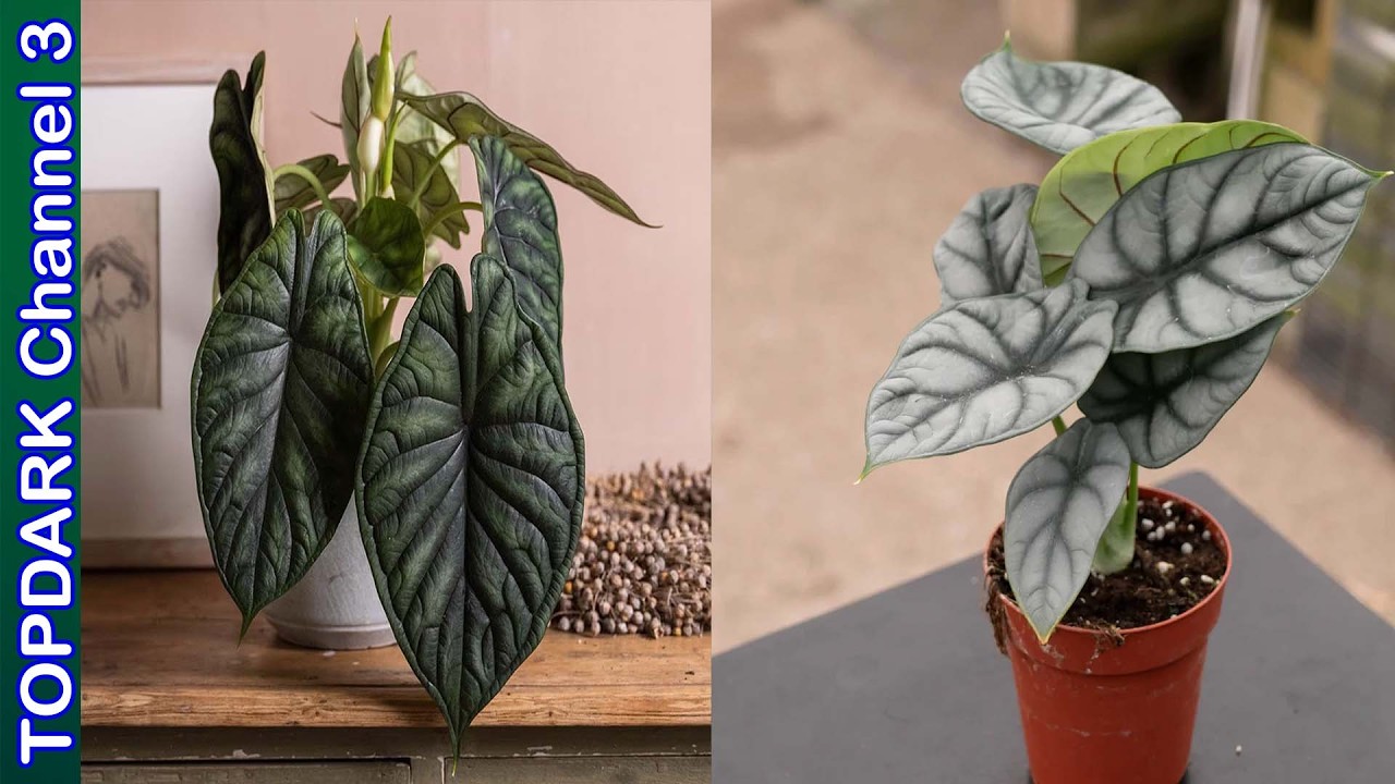 13 Increíbles Variedades de Alocasia
