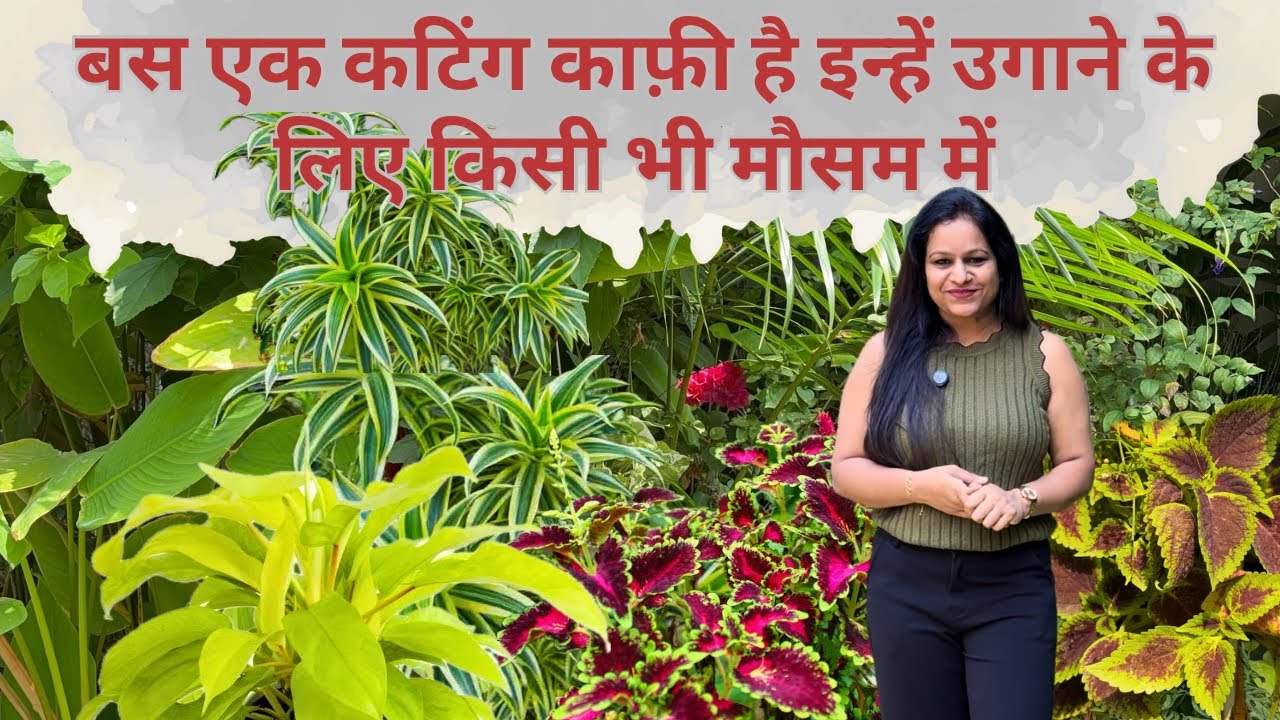 Foliage Plants || बस एक कटिंग काफी है — ये रंगीन पौधे खुद उग जाएंगे! 100% Success 