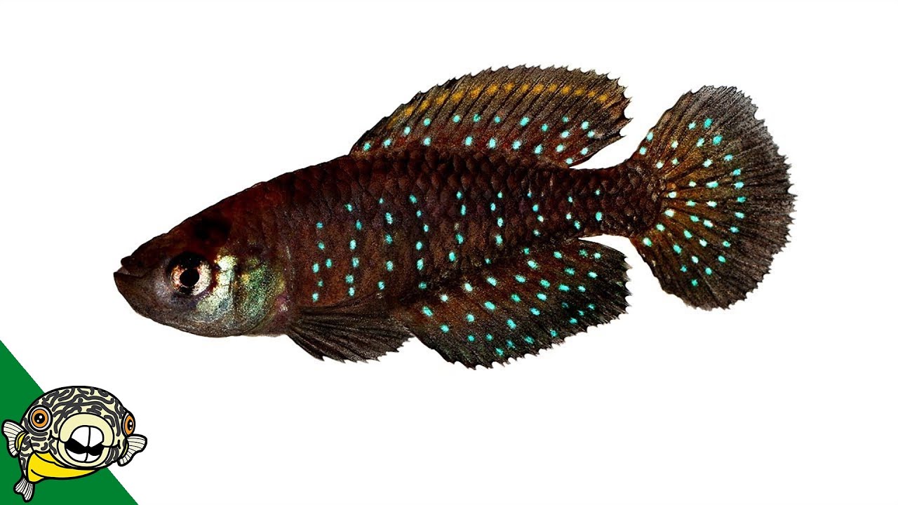 Unusual Fish in this Unboxing.