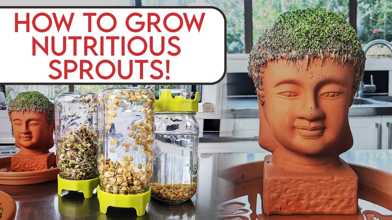 How to Grow Nutritious Sprouts on unglazed terracotta!