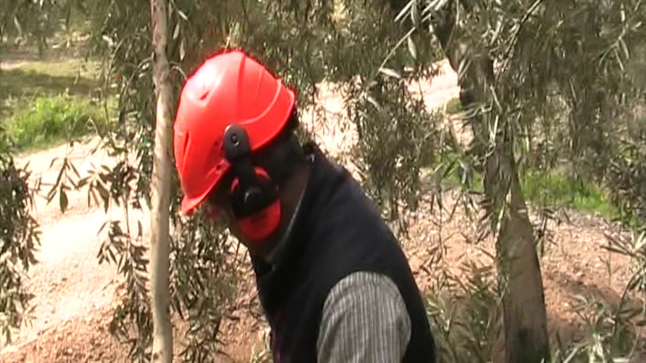 PODA OLIVO JAÉN ALCAUDETE VIDEO 18