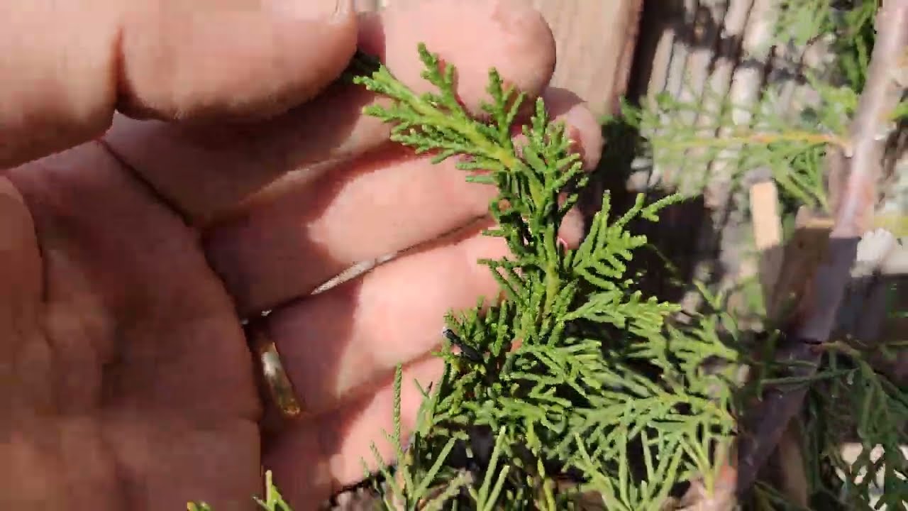 Cuando trasplanto los juniperos? Bonsai Facil