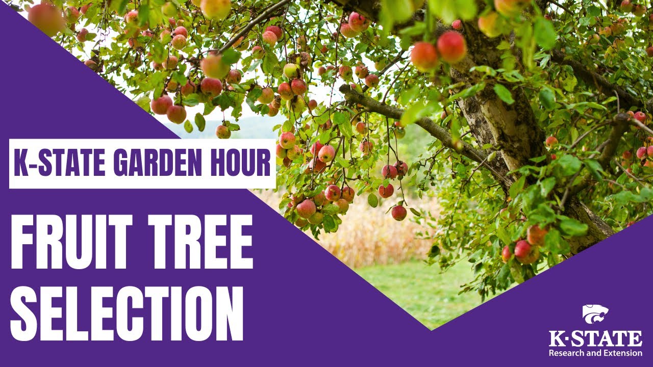 K-State Garden Hour: Fruit Tree Selection