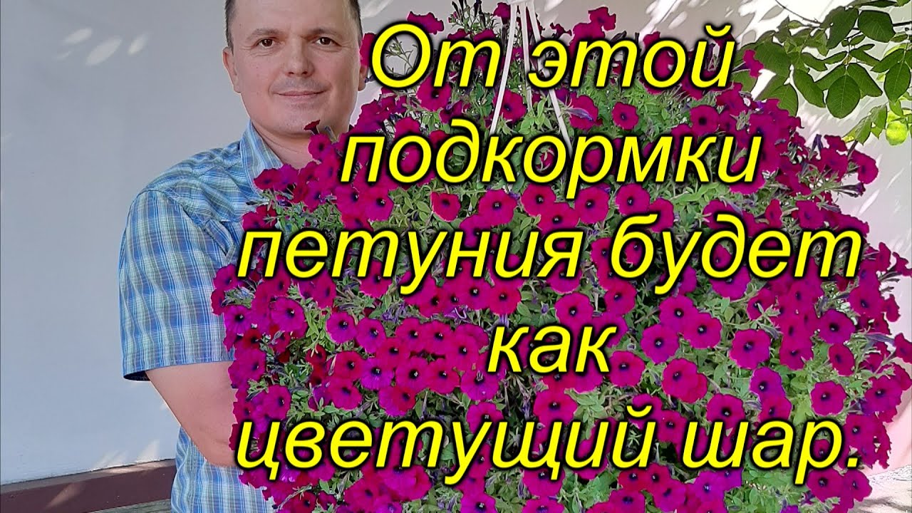 Самая простая подкормка для ампельной петунии.