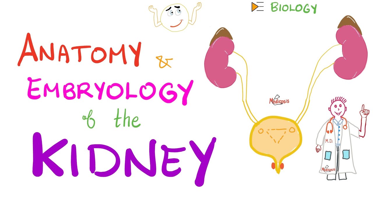 Embryology and Anatomy of the Kidney - Nephrology Basics - Introduction to Nephrology