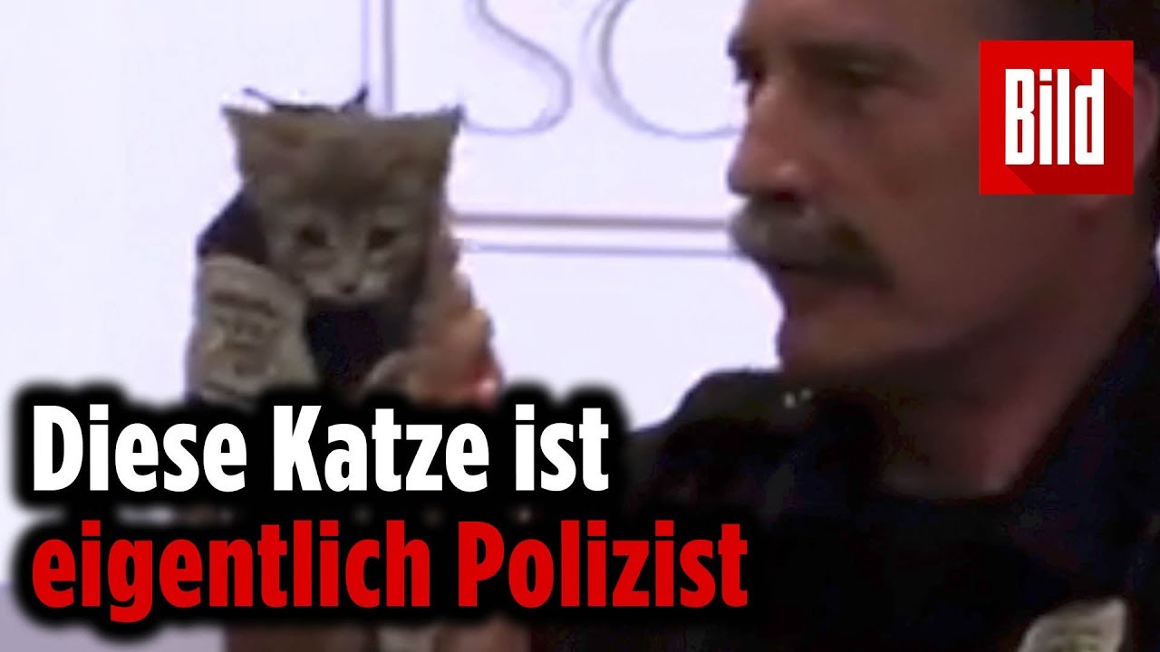 Katze Donut wird als Polizist vereidigt– Michigan, USA