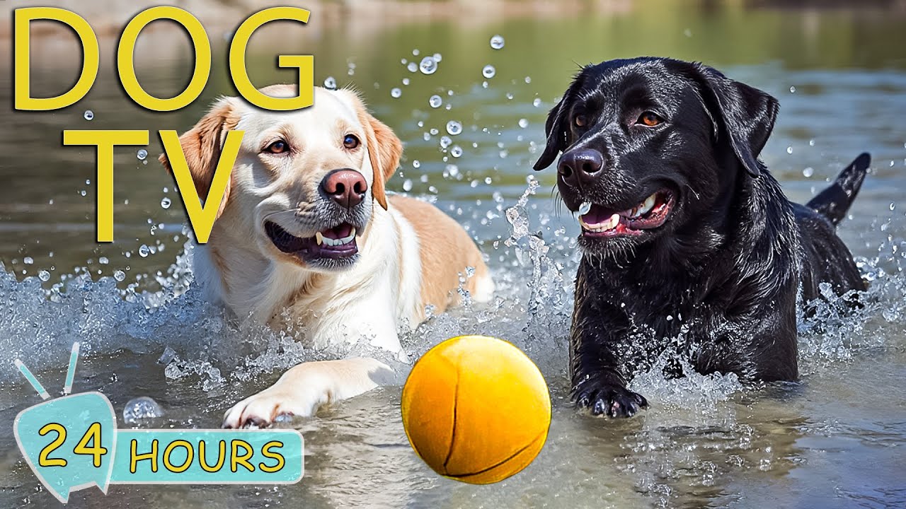 DOG TV: Videos Anti-Anxiety for Dogs When Home Alone All Day Long - Best Relax Music for Dogs