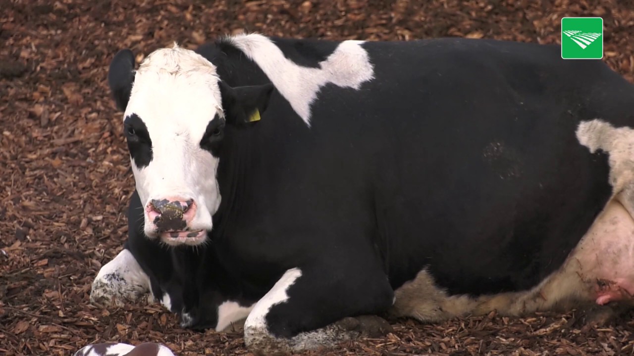 Mest uit vrijloopstal naar fruitteler