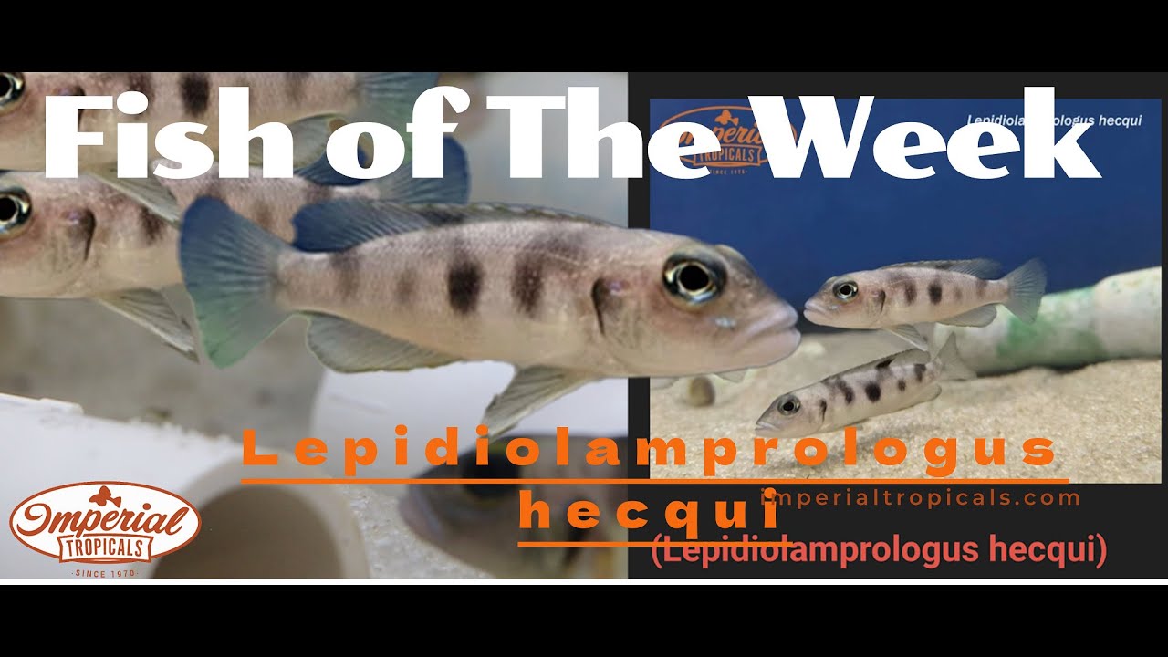 Lepidiolamprologus hecqui  🔥 ❤️ 🐠 #Imperialtropicals #lepidiolamprologushecqui