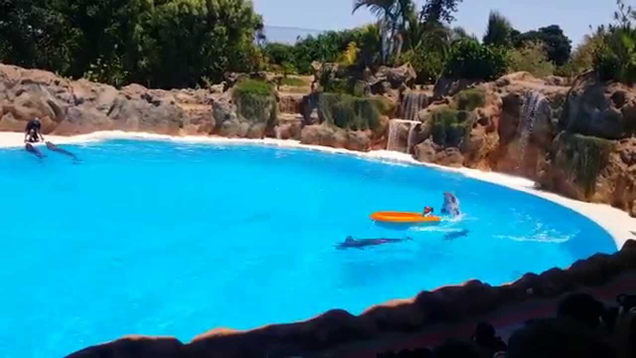 Dolphin Delfin Show Loro Parque Park Tenerife 2015