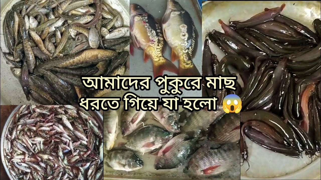 আজ পুকুর থেকে দেশি মাছ ধরা 😱 টাটকা মাছ দিয়ে মজার রান্না | Full Village Cooking Video #fishrecipe