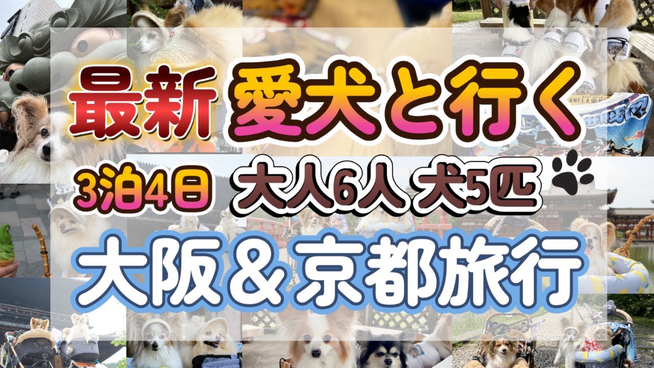 【犬と旅行】一緒に入れる🐶食事ができる🐶泊まれる🐶大阪＆京都旅行#大阪#京都#犬と旅行#ペット可