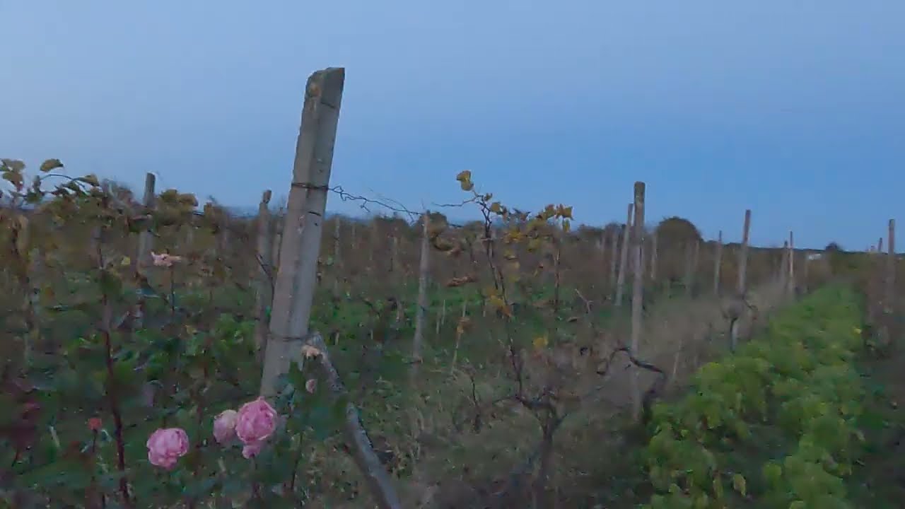 Viñedo Centenario en Georgia