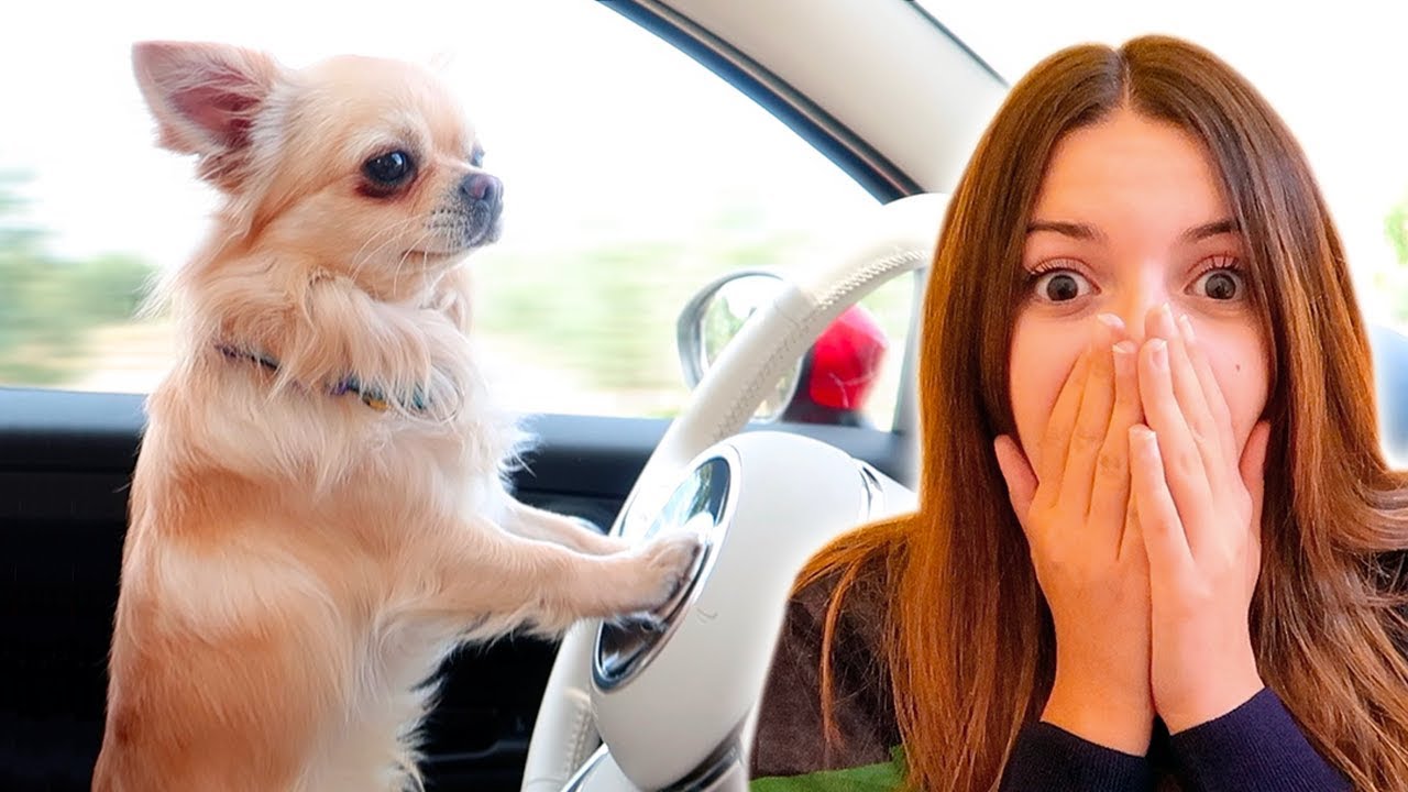 HA IMPARATO A GUIDARE LA MACCHINA!! (CANE INCREDIBILE)