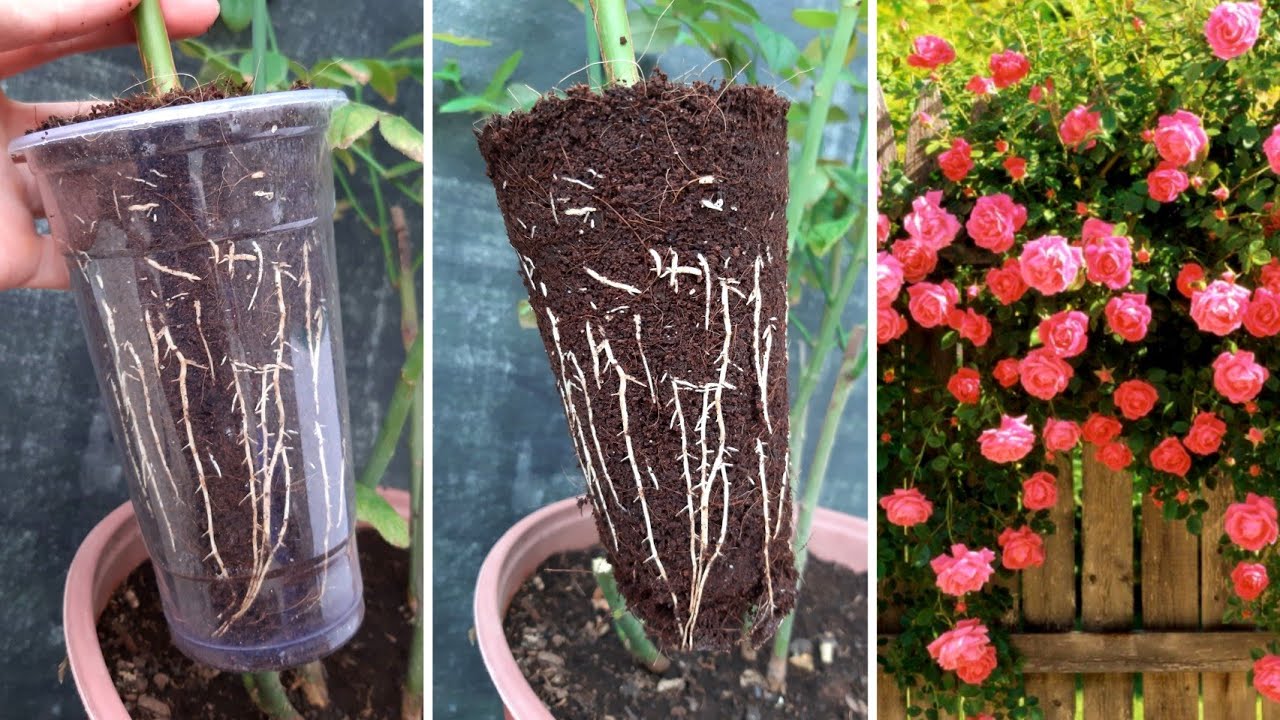 How to propagate roses at home