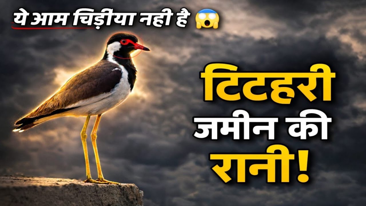 ये आम चिड़िया नहीं है 😱🐦 | टिटहरी ज़मीन की असली रानी | Amazing Bird Facts in Hindi 
