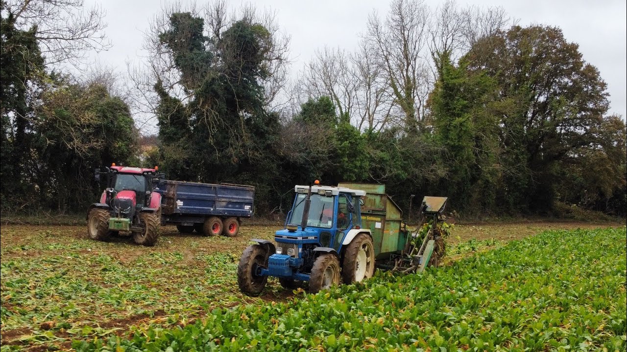 LIFTING 200 TON OF FODDER BEET 1 ROW AT A TIME! ~ Ford 7610 & Armer Salmon Cheetah Single Row Lifter