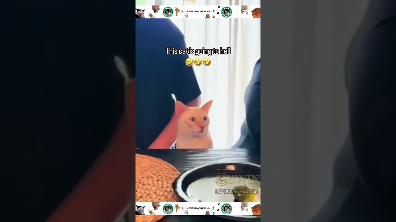 This cat is going to hell😂 CTTO 