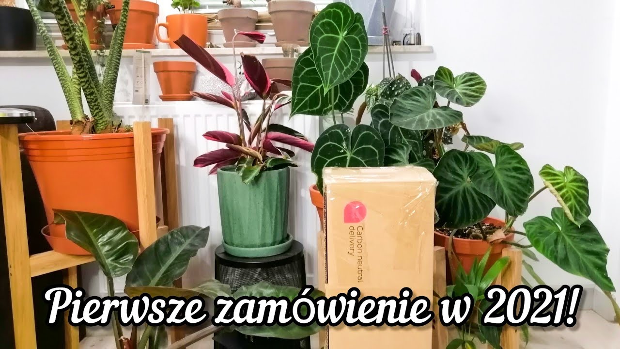 Pierwsze zamówienie w 2021! Unboxing roślin z allegro. BONUS na końcu filmu.