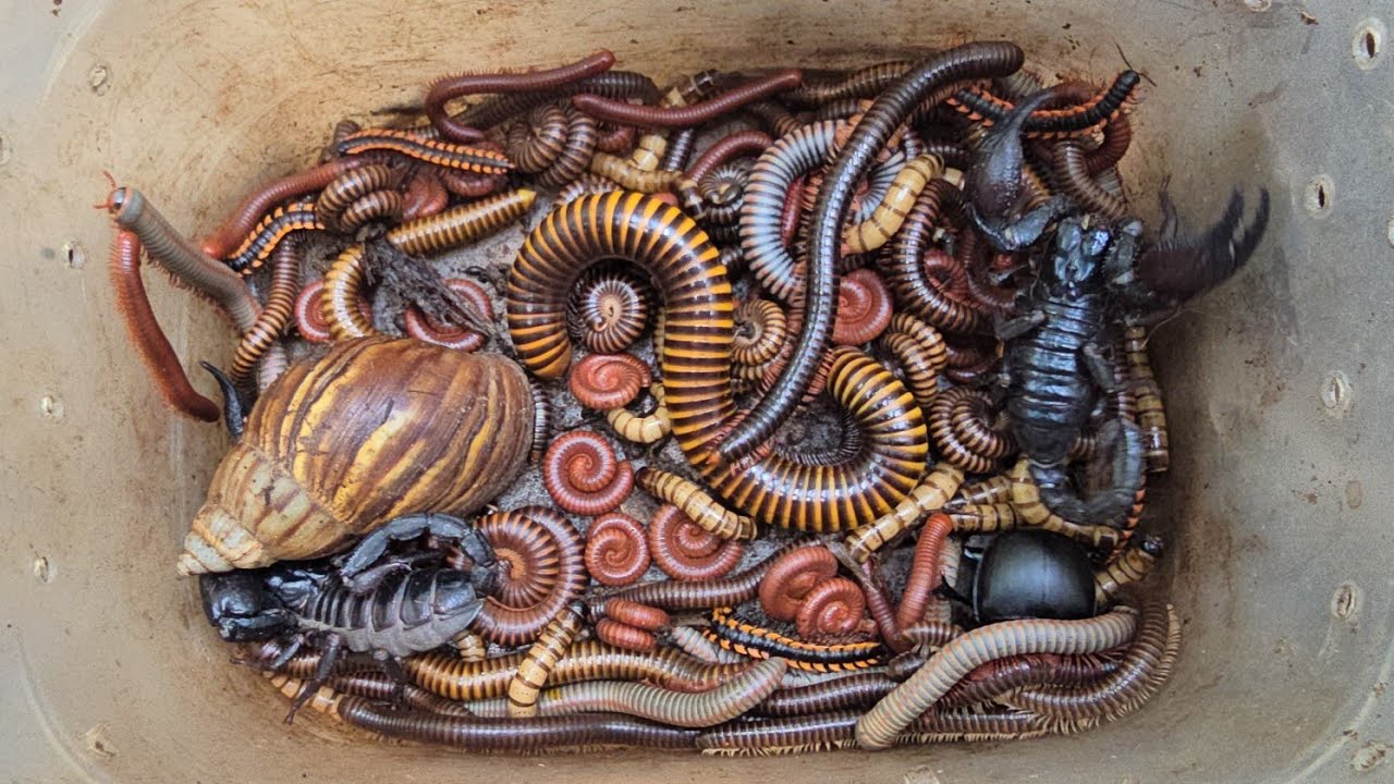 Fantastic Catch Venomous Scorpion, Giant Millipede, Snail, Small Red Millipede, Mealworm, Centipede