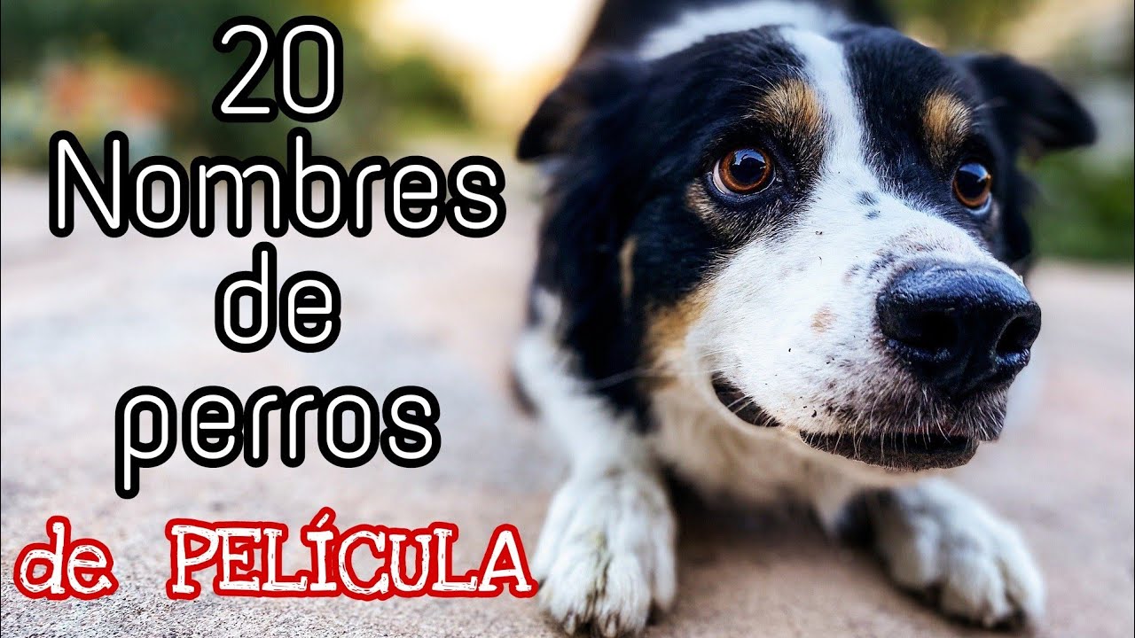 20 Nombres cinematográficos para perros macho