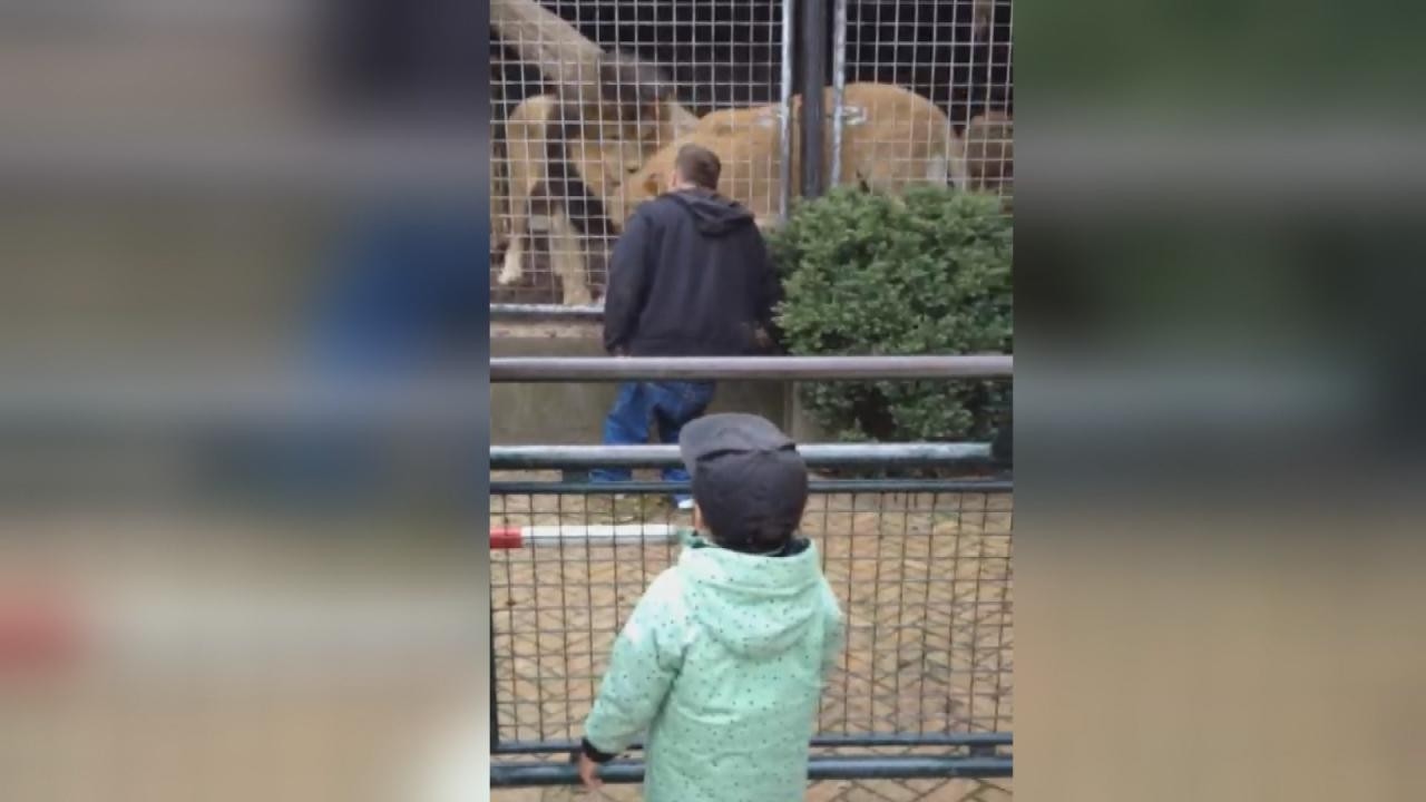 Man oog in oog met Artis-leeuw