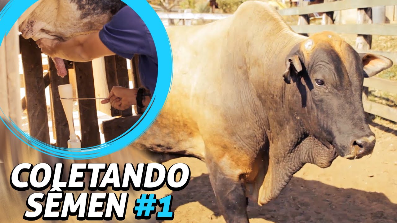 CONGELAMENTO e COLETA dos TOUROS ATLETAS - Episódio. #1