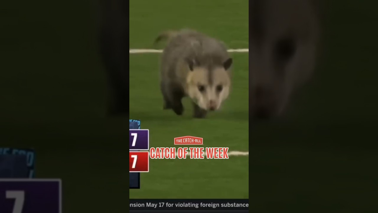 Rodents of unusual size&hellip; #WreckEm