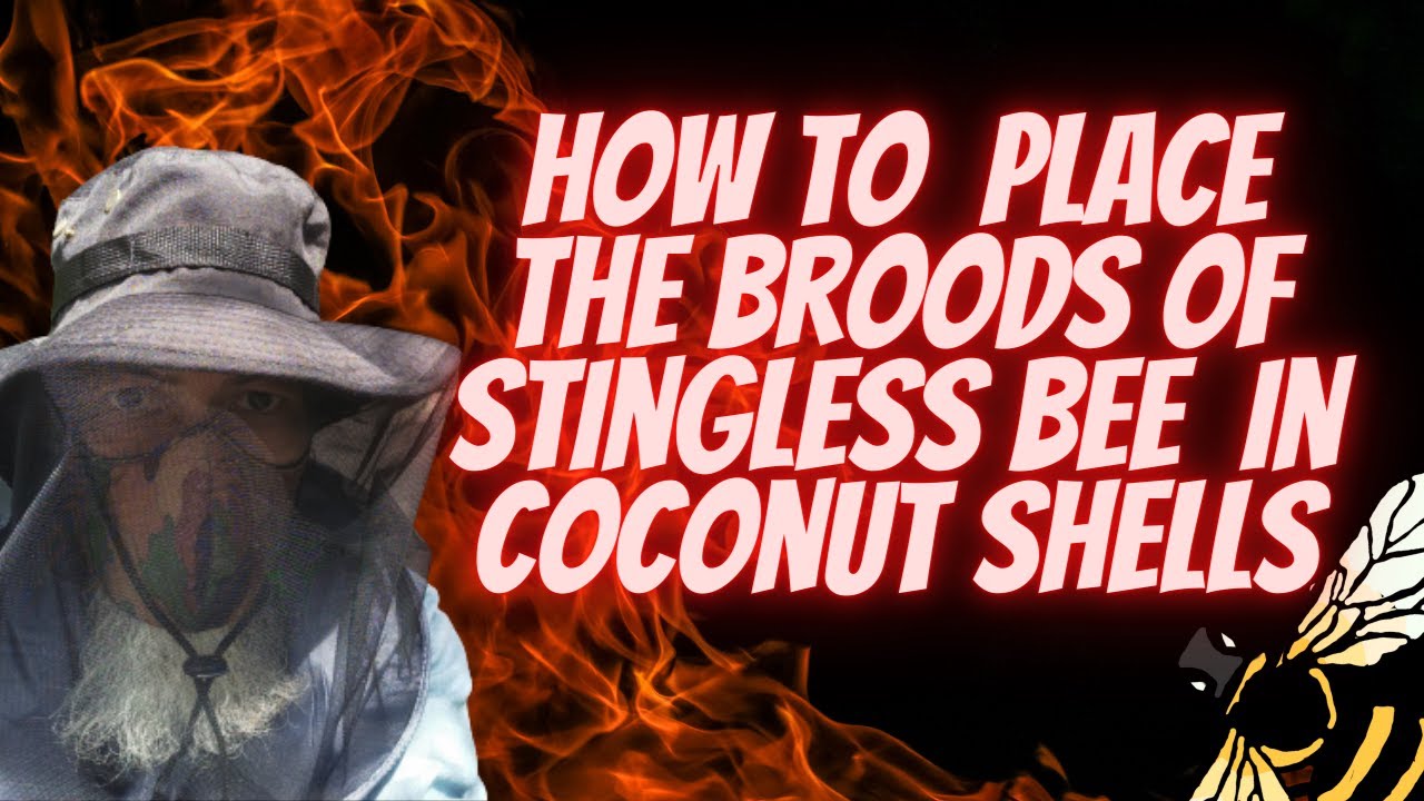 HOW TO PLACE THE BROOD CELLS INSIDE THE COCONUT SHELLS WHEN SPLITTING STINGLESS BEE COLONY