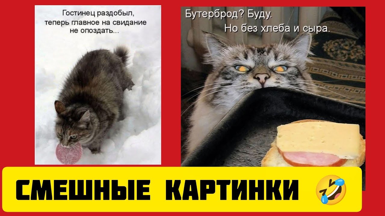 Гостинец раздобыл,🥐теперь главное на свидание не опоздать...🤣смешные картинки и весёлая музыка 