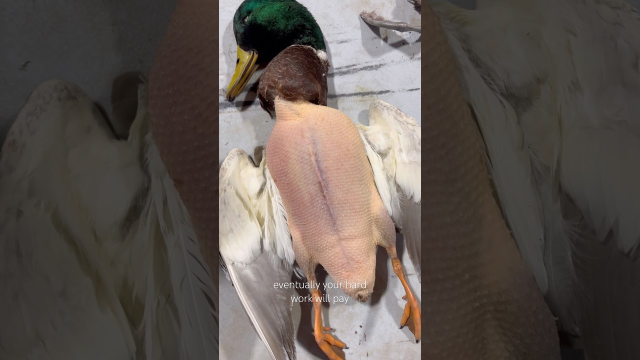 Tips for hand plucking ducks #cookingvideo #duckhunting #meat #butcher #hunting