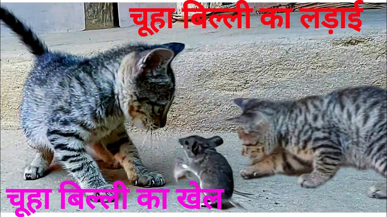 chuha billi fight / billi ka khel/चूहा बिल्ली का लड़ाई 🐈🐀🐱
