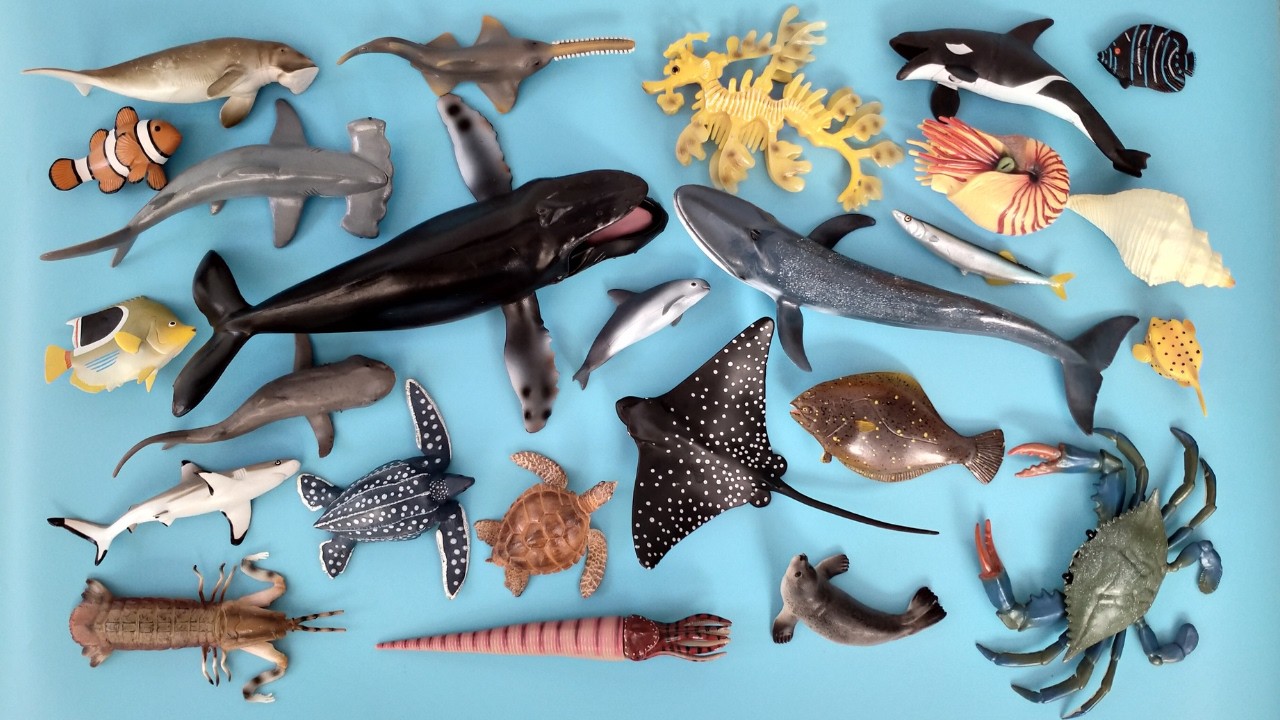 Hewan Laut Paus Orca Penyu, Hiu, Ikan Tuna, Ikan Kodok, Ikan Badut, Emperor Angelfish, Anjing Laut