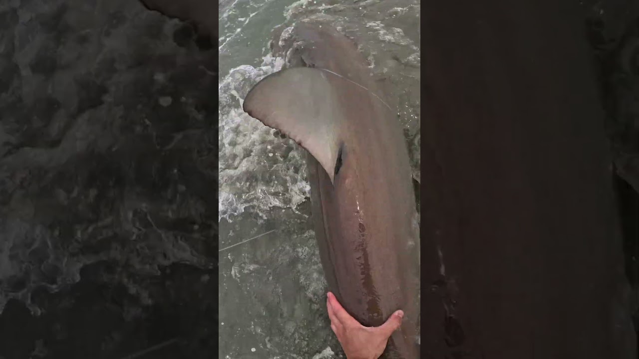Screaming Drag - Shark catch and release
