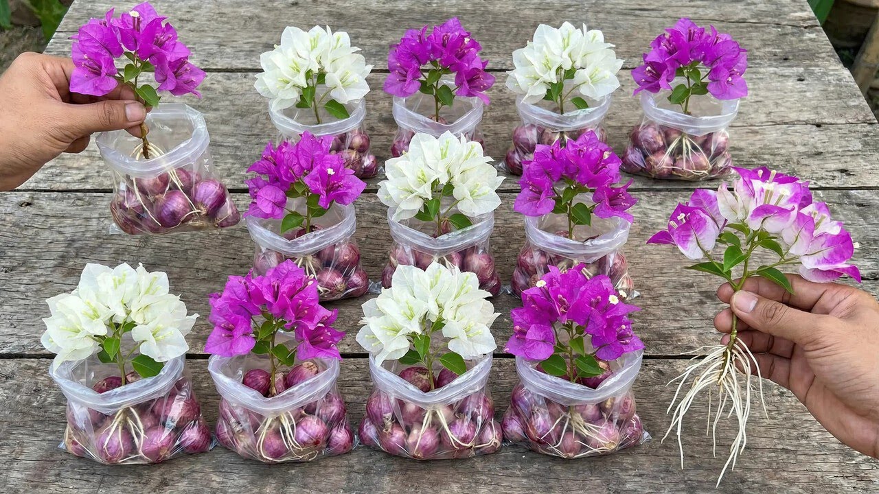 This One Ingredient Helps Bougainvillea Cuttings Root Faster: Red Onion