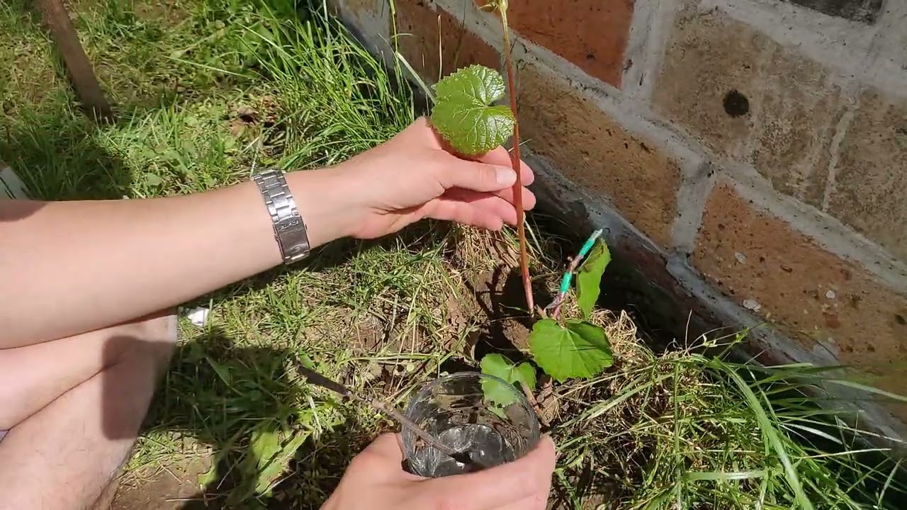 Az év második oltása, zöldbe fás ékoltással